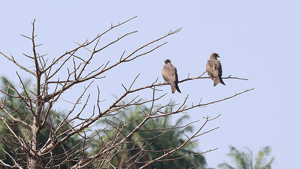 Yellow-billed Kite